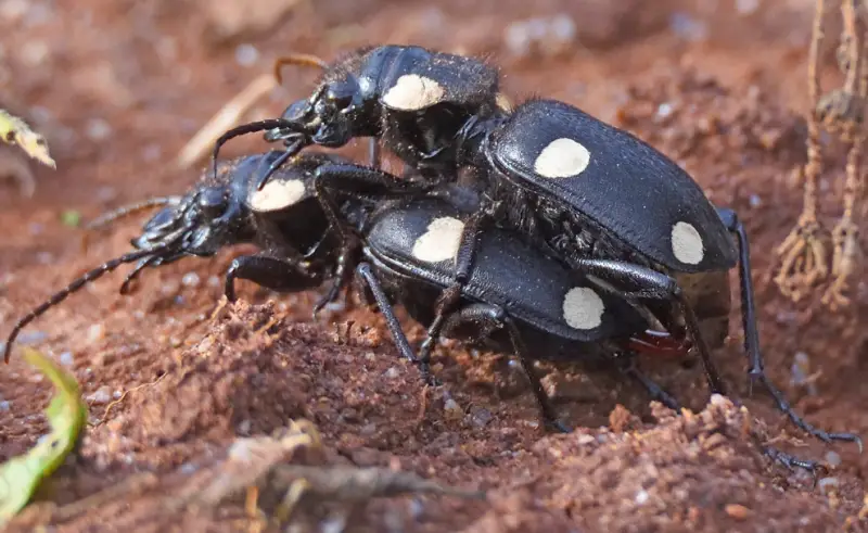 Black and White Bug