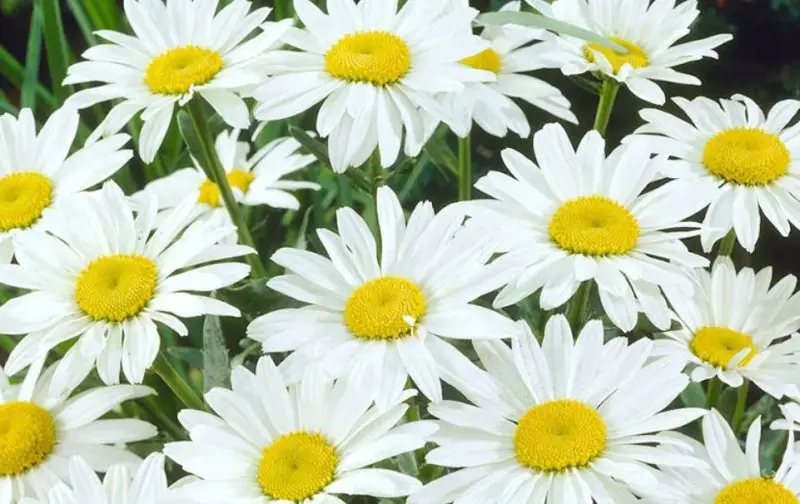 White Flower with Yellow Center