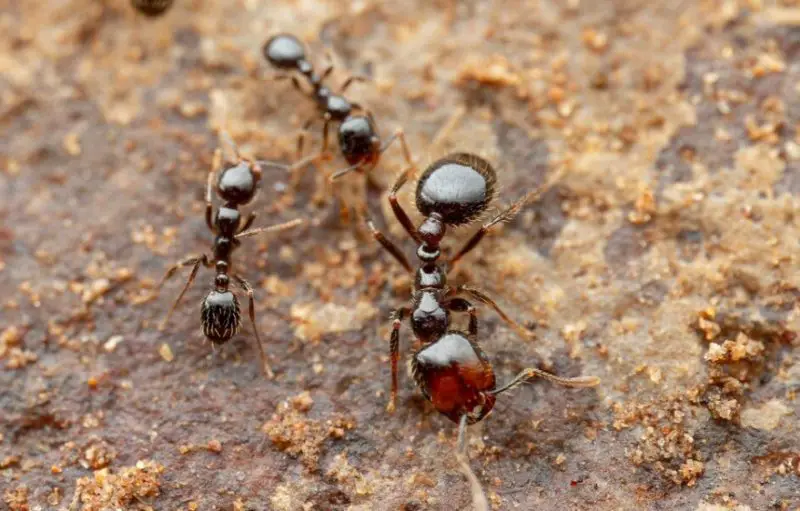 Tiny Red Ants