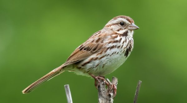 Birds of North Carolina