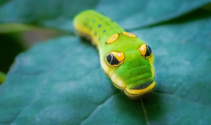 Caterpillars in Minnesota