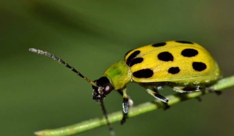 Bugs That Look Like Ladybugs