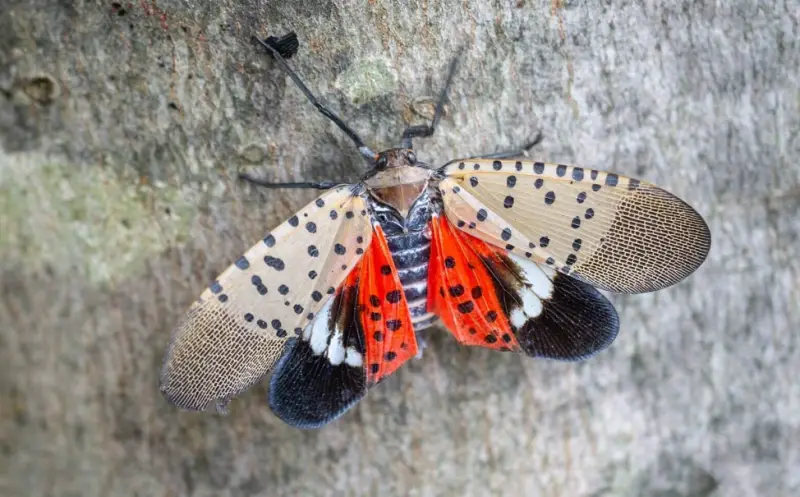 Red and Black Bugs