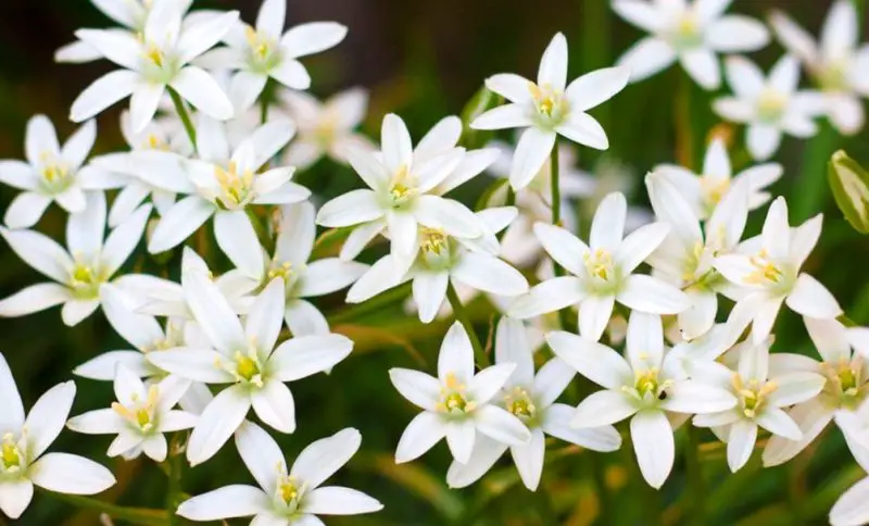 White Flower with Yellow Center