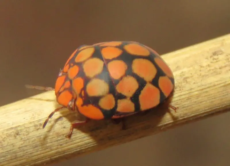 Bugs That Look Like Ladybugs