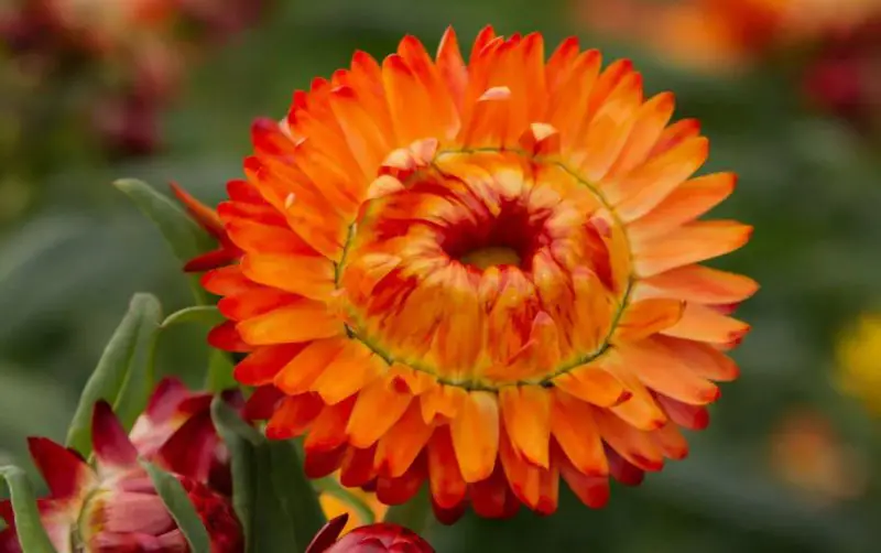 Orange and Yellow Flowers