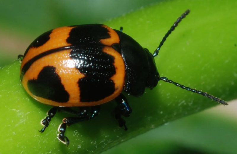 Bugs That Look Like Ladybugs