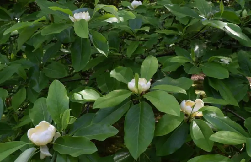 Shrubs for Full Sun