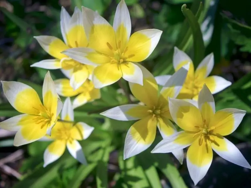 White Flower with Yellow Center