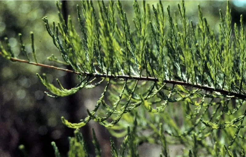 Types of Cypress Trees