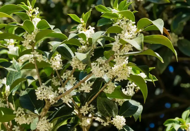 Shrubs for Full Sun