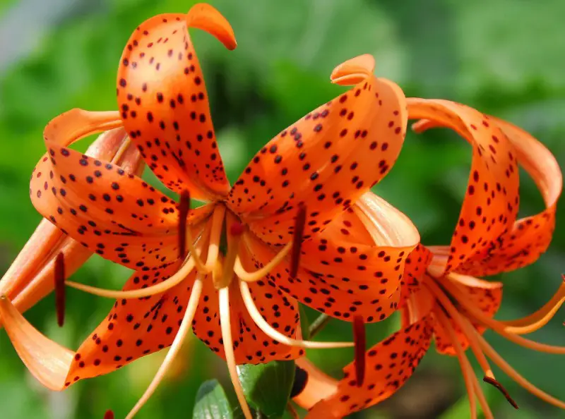 Orange and Yellow Flowers