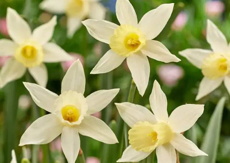 White Flower with Yellow Center