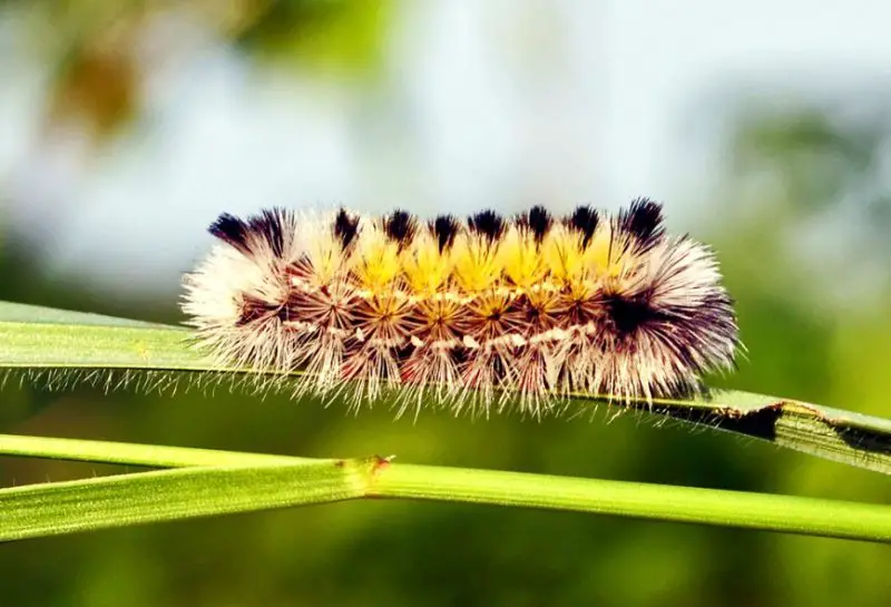 Hairy Caterpillars