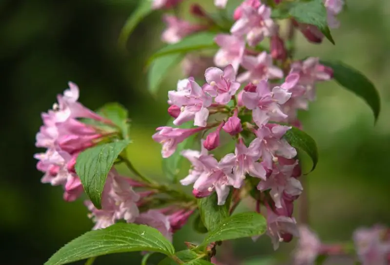 Shrubs for Full Sun