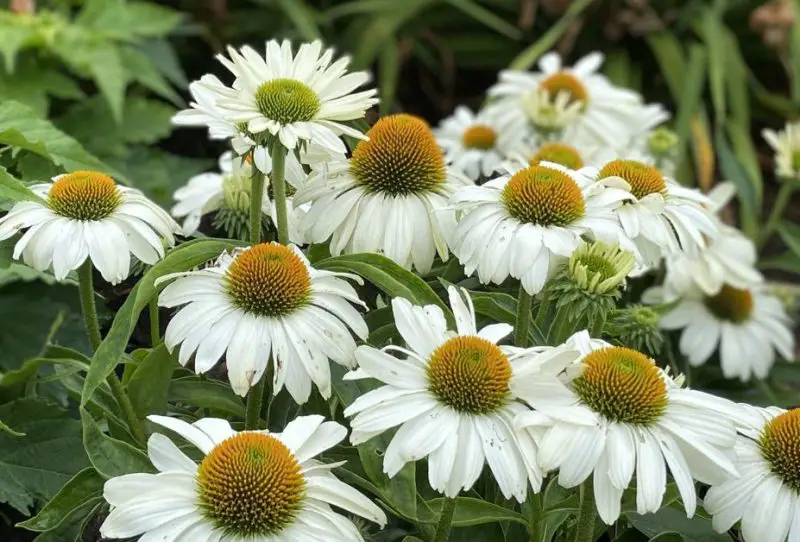 White Flower with Yellow Center