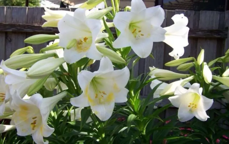 White Flower with Yellow Center