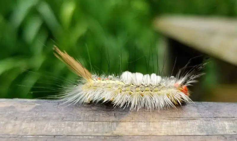 Hairy Caterpillars