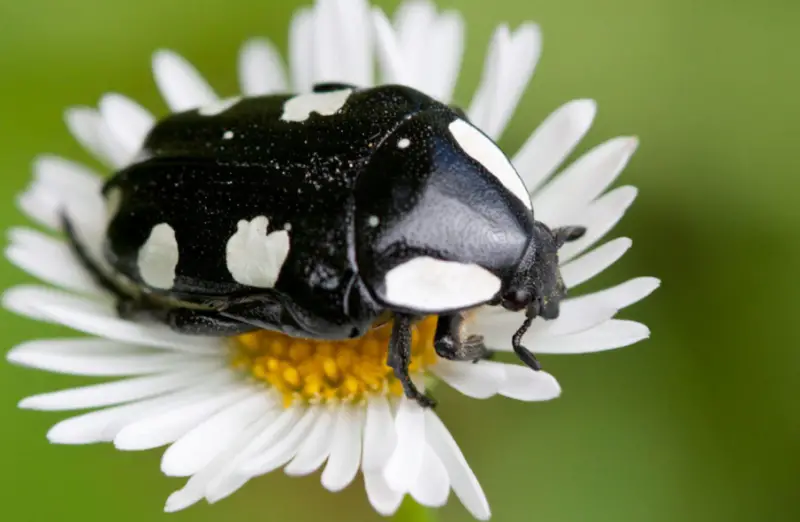 Black and White Bug