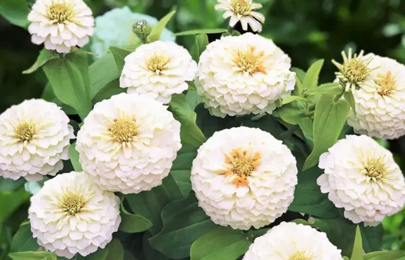 White Flower with Yellow Center