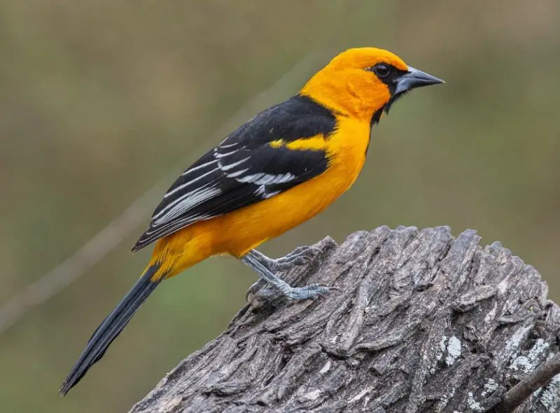 Black and Yellow Small Birds