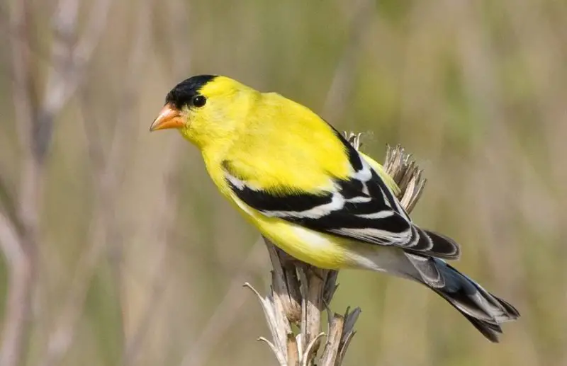 Black and Yellow Small Birds