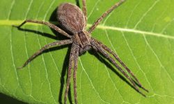 35 Types of Spiders in Missouri (With Pictures and Identification)
