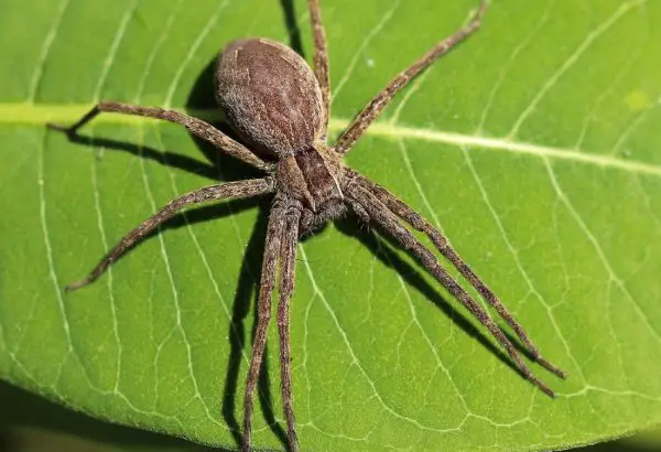 Spiders in Missouri