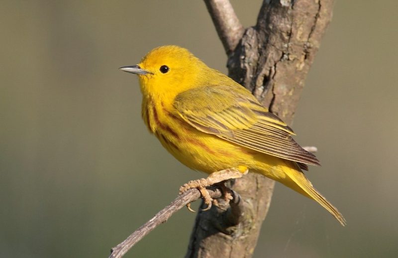 Black and Yellow Small Birds