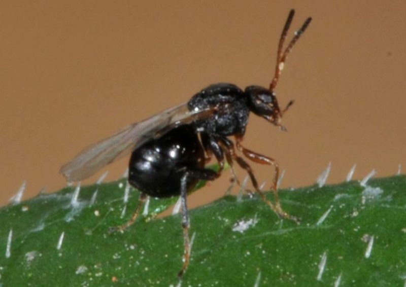 Wasps in Texas