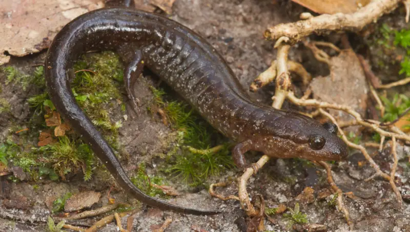 Florida Salamanders