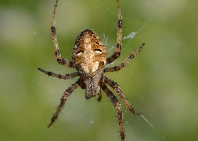 Brown Spiders in Texas