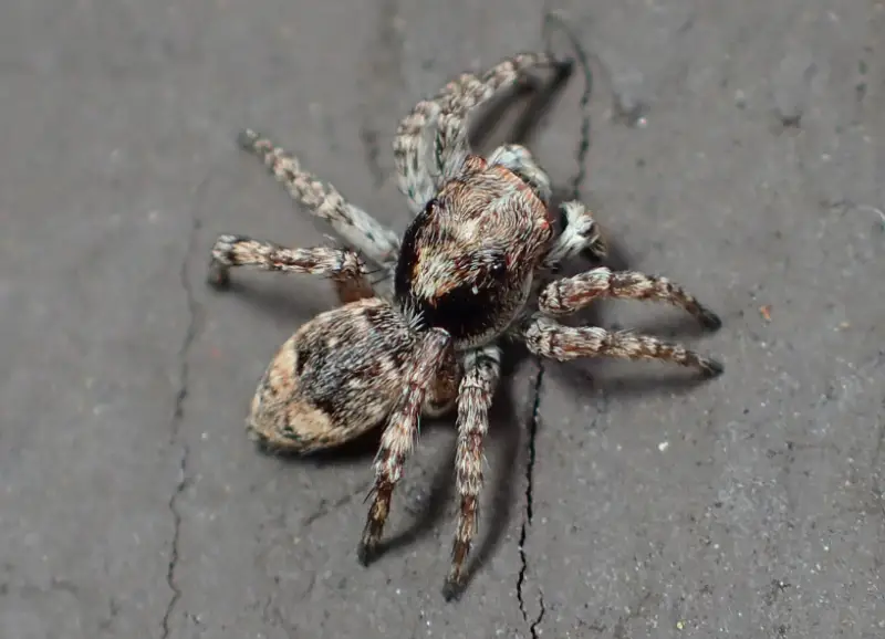 Brown Spiders in Texas