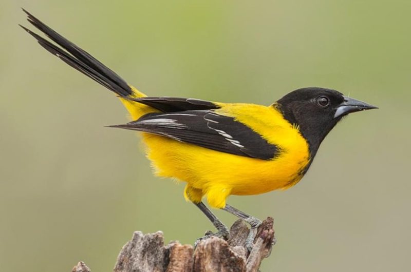 Black and Yellow Small Birds