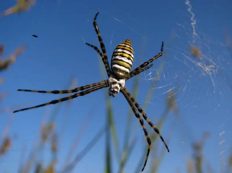 Arizona Spiders