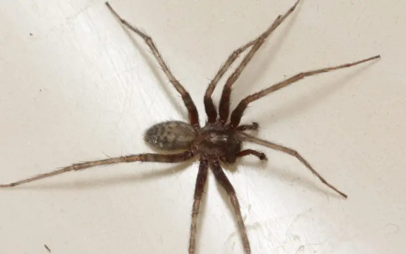 Brown Spiders in Texas