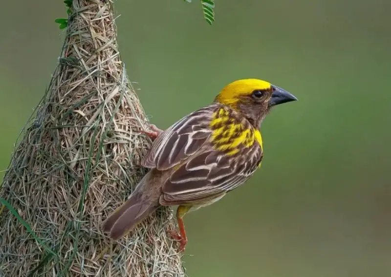 Black and Yellow Small Birds