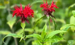 Bee Balm Care and Growing Guide (Most Detailed)