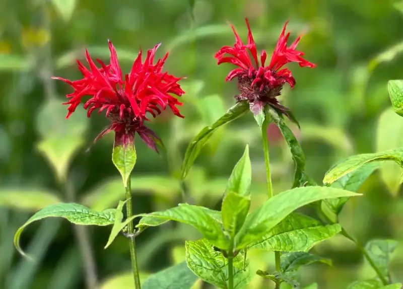 Flowers That Are Deer Proof