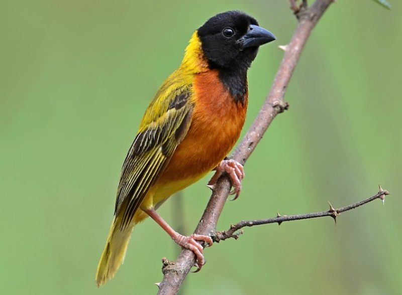 Black and Yellow Small Birds