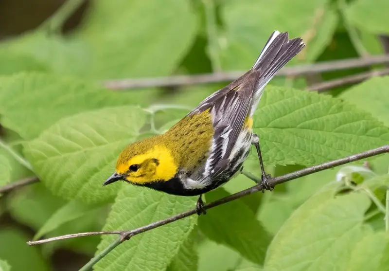 Black and Yellow Small Birds