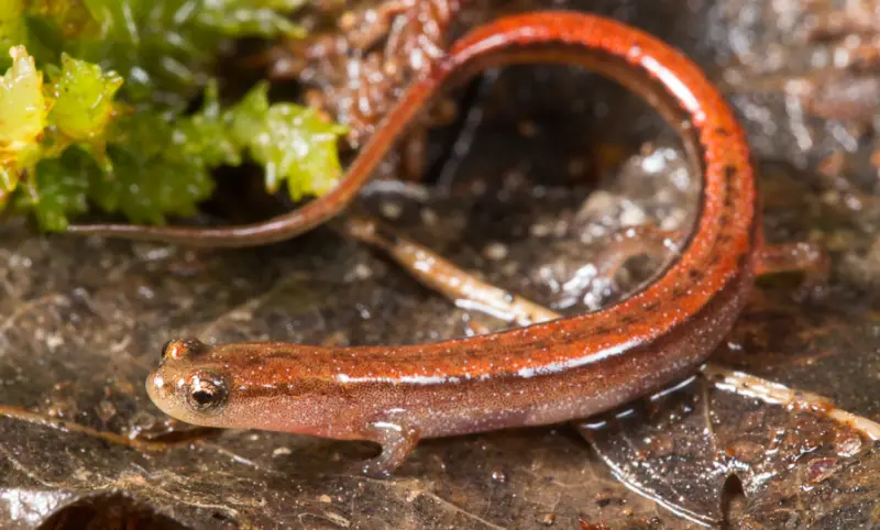 Salamanders in Florida