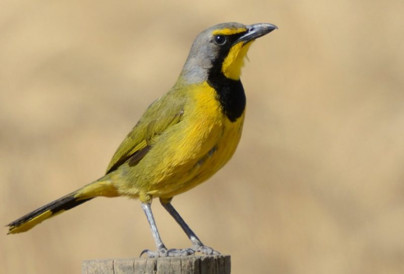 Black and Yellow Small Birds