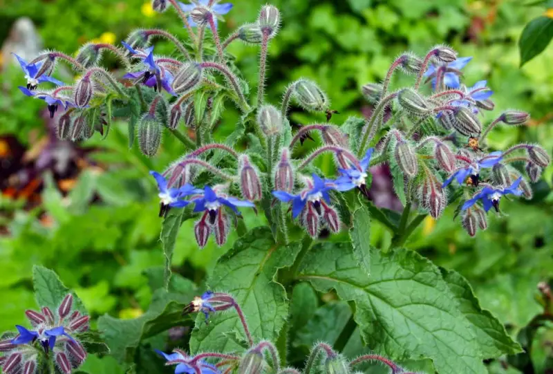 Flowers That Bloom in Summer