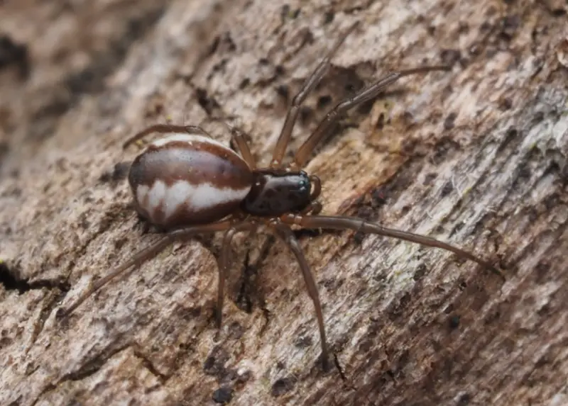 Brown Spiders in Texas