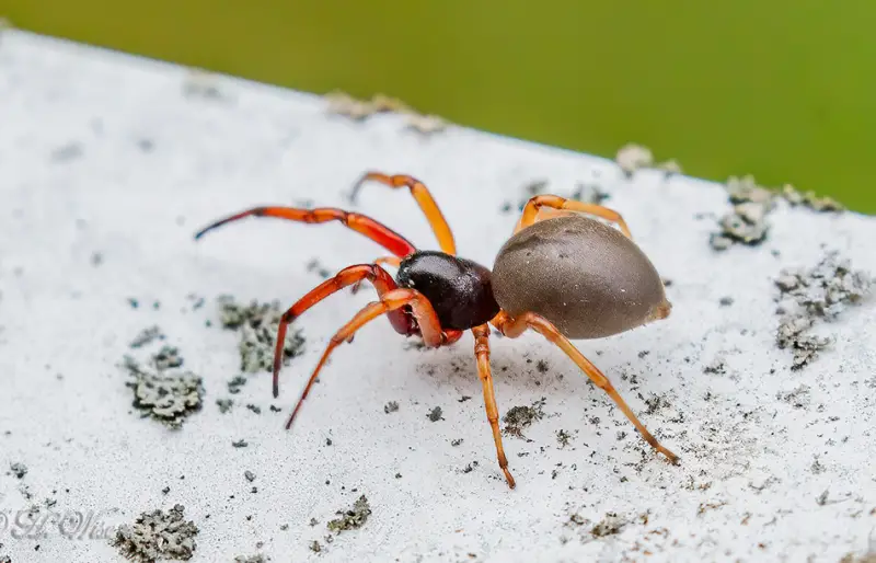 Brown Spiders in Texas