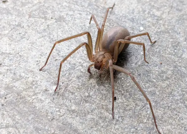 Brown Spiders in Texas