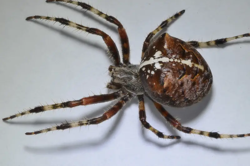 Brown Spiders in Texas