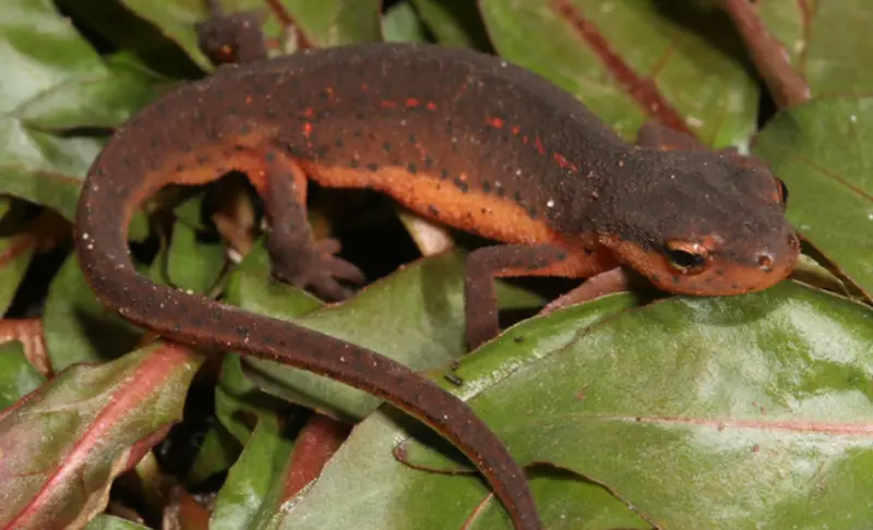 Salamanders in Florida