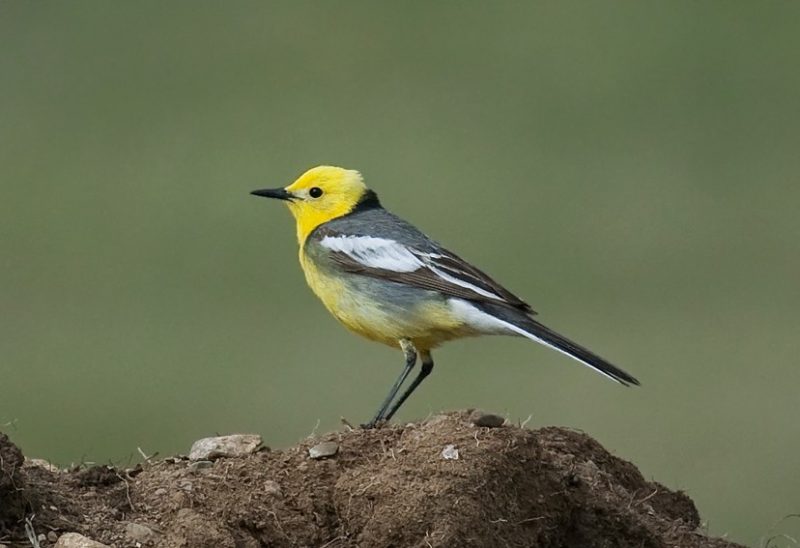 Black and Yellow Small Birds